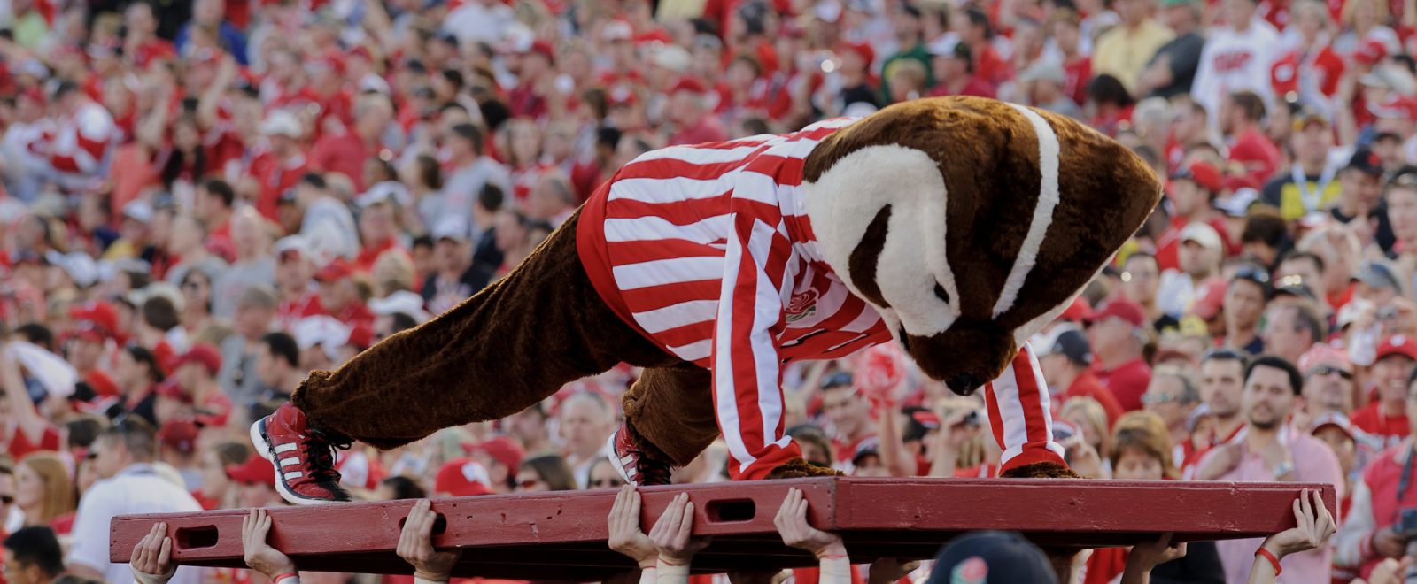 UW-Madison mascot Bucky Badger does another set of pushups following a Wisconsin touchdown during the 2012 Rose Bowl football game between the University of Wisconsin-Madison Badgers and the University of Oregon Ducks.