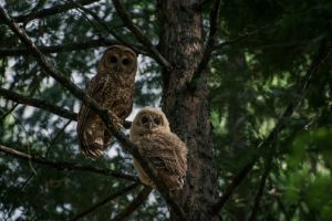 Two owls in a tree